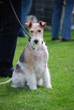 Foxterrier Drahthaar Timmie  fotografiert sehr gerne