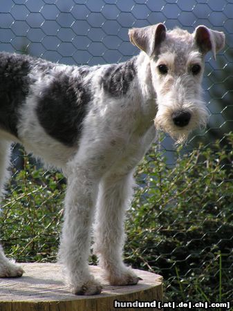 Foxterrier Drahthaar ...im Schnee gefällts mir...