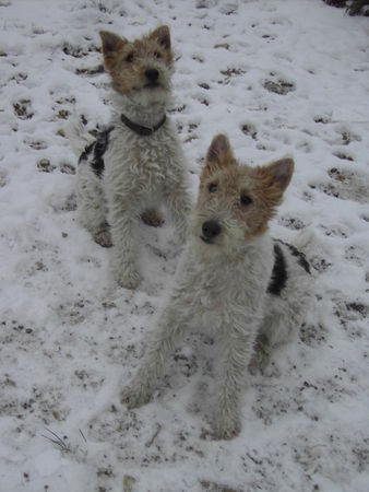 Foxterrier Drahthaar Fix und Foxi