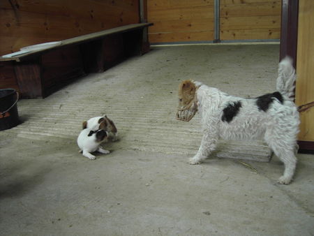 Foxterrier Drahthaar  Foxi und 2 Jack Russel Terrier