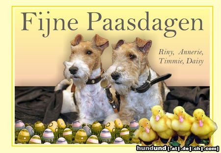 Foxterrier Drahthaar Wir wunschen euch alle frohe ostertagen 