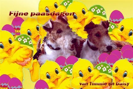 Foxterrier Drahthaar schone ostertagen wunscht euch der zwei Drahthaar Foxterrier Timmie und Daisy !