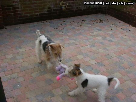 Foxterrier Drahthaar wir beiden zusammen !