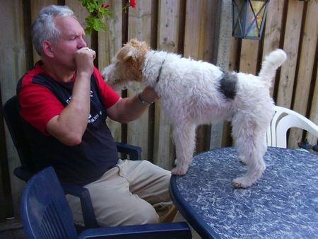 Foxterrier Drahthaar Wir beiden zusammen