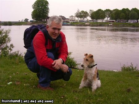 Foxterrier Drahthaar Ein sehr schones aussicht uber das wasser