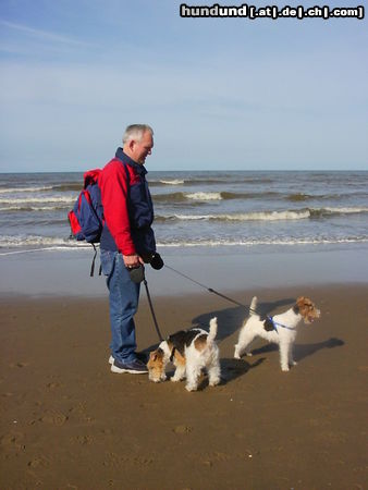 Foxterrier Drahthaar Wir sind zusammen bei zo fiel wasser !