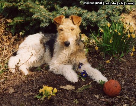 Foxterrier Drahthaar Was für ein schöner Tag!