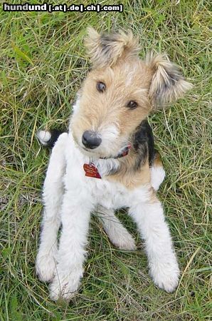 Foxterrier Drahthaar Noch klein aber fein!