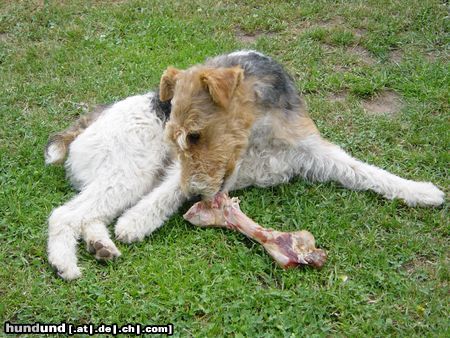 Foxterrier Drahthaar Mmmh! Feinerle!