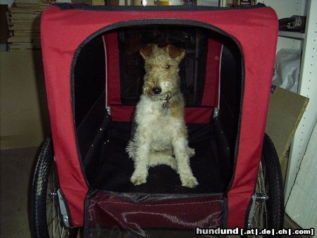 Foxterrier Drahthaar Rocky´s RollsRoyce