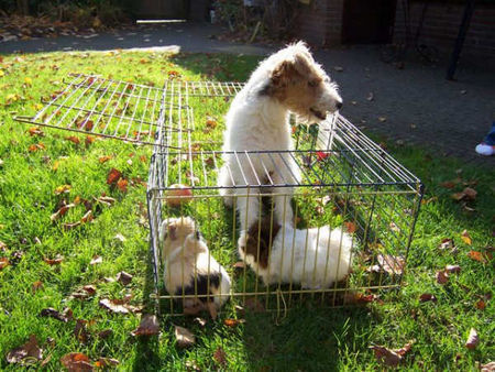 Foxterrier Drahthaar Sadle und der kleine  kaninchen 