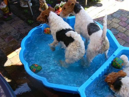 Foxterrier Drahthaar eine heiBe sommer !