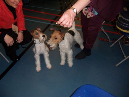 Foxterrier Drahthaar Die beste freundinnen !