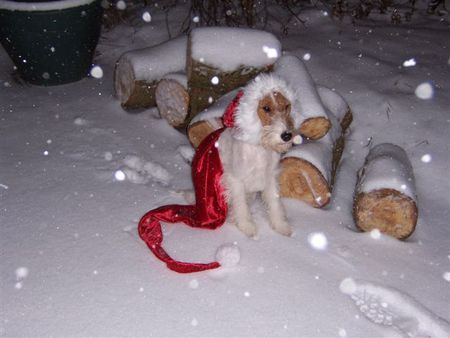 Foxterrier Drahthaar Ich bin Sadle der Foxterrier