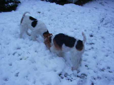 Foxterrier Drahthaar zusammen alles beobachten im schnee !