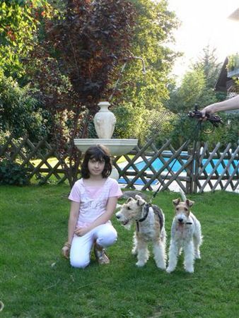 Foxterrier Drahthaar Sarah mit Timmie und Daisy in den schonen garten 