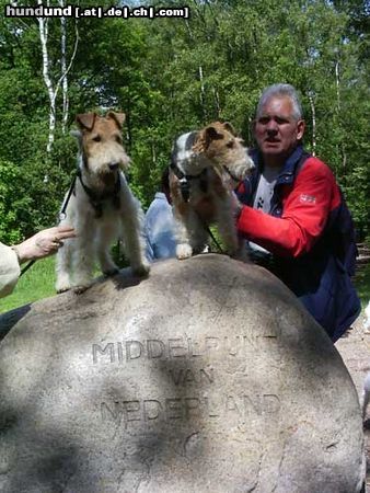 Foxterrier Drahthaar wir zwei !