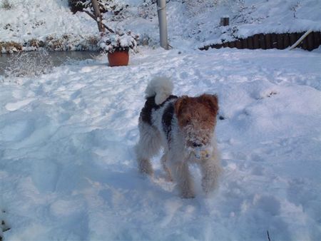 Foxterrier Drahthaar Spielen im schnee ist das schonste was es gibt