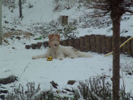 Foxterrier Drahthaar Ich geniebe !