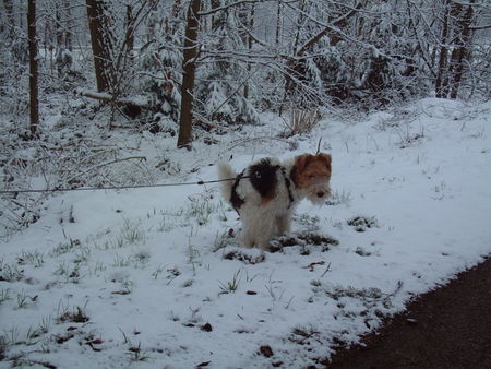 Foxterrier Drahthaar wir mussen auch einmal .