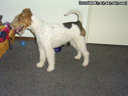 Foxterrier Drahthaar ich bin ganz klein und lieb !