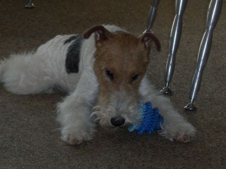 Foxterrier Drahthaar spielen is das schonste was es gibt auf diese welt