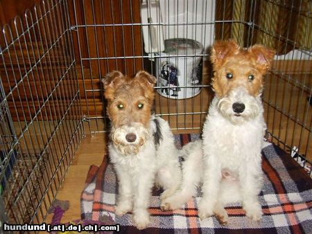 Foxterrier Drahthaar Wir beiden sind sehr schone foxterriers