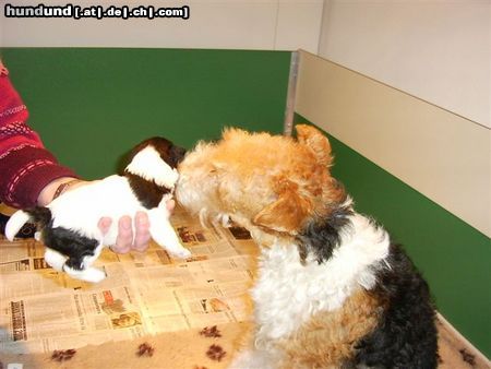 Foxterrier Drahthaar Mutter und Tochter zusammen !