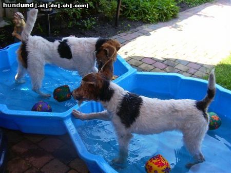 Foxterrier Drahthaar Tessa mit ihre liebe schwester Daisy !