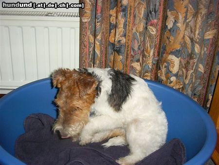 Foxterrier Drahthaar Tessa ist klein und sehr lieb !