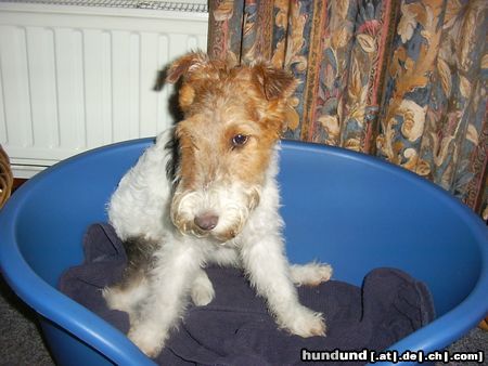 Foxterrier Drahthaar Tessa schaut sehr lieb zu !