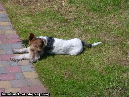 Foxterrier Drahthaar Tessa findet es sehr fein in der sonne zu liegen