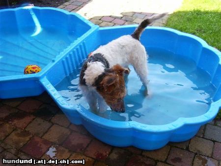 Foxterrier Drahthaar ich liebe das wasser 