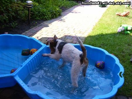 Foxterrier Drahthaar spielen mit wasser das mach ich sehr gerne