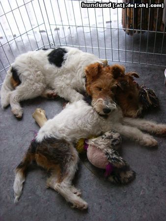 Foxterrier Drahthaar zwei geschwistern die immer zusammen schlafen