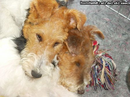 Foxterrier Drahthaar wir beiden zusammen