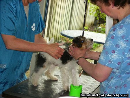 Foxterrier Drahthaar das erste mal beim hunde friseur