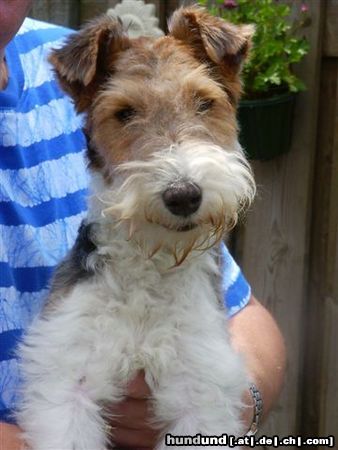 Foxterrier Drahthaar Ich bin sehr schon und lieb