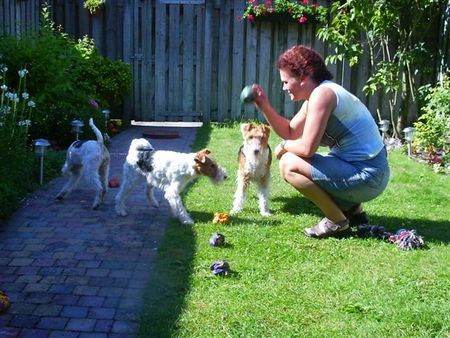 Foxterrier Drahthaar wir zusammen im schonen  garten 