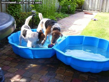 Foxterrier Drahthaar wir als geschwister spielen mit wasser ist sehr gerne !  Daisy und Tessa .