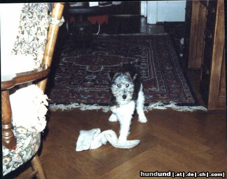 Foxterrier Drahthaar ich bin nog klein und spielen finde ich das schonste was es gibt !