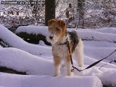 Foxterrier Drahthaar im schnee ist es immer schon in die natur