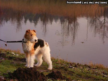 Foxterrier Drahthaar Ich liebe die natur