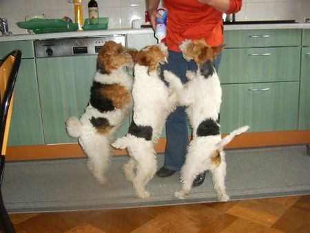 Foxterrier Drahthaar Der drei Sahne esser !