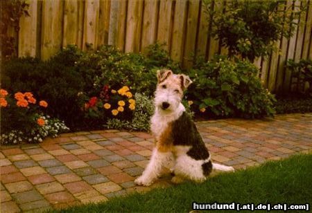 Foxterrier Drahthaar ich bin ganz klein und lieb