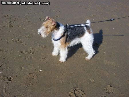 Foxterrier Drahthaar Timmie an das meer 