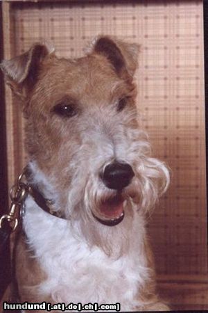 Foxterrier Drahthaar Der schone Timmie