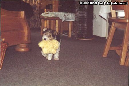 Foxterrier Drahthaar Das bin ich der kleine Timmie !