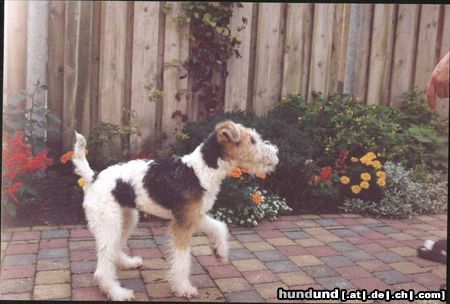 Foxterrier Drahthaar ich bin der liebste auf der welt !