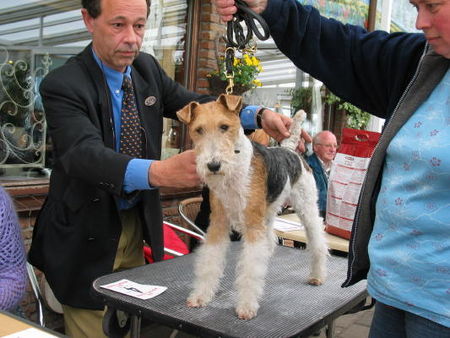 Foxterrier Drahthaar Ich bin der schonheit selbe ! Timmie.